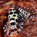 shrimp_coleman_bhr_tam_v_0388_bal6250.jpg